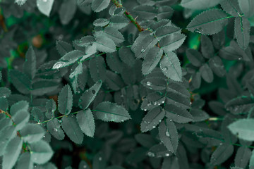 Green leaves after rain