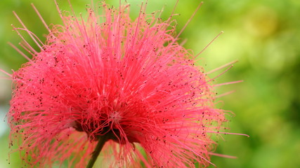 beautiful of pink red powder puff (red head powder puff or red powder puff)