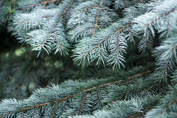 Evergreen spruce with needles