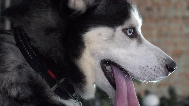 Siberian Husky Dog.