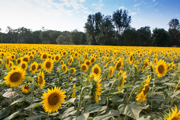 Obraz premium champs de tournesol, Gers