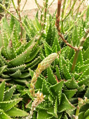 Aloe Vera Nobilis