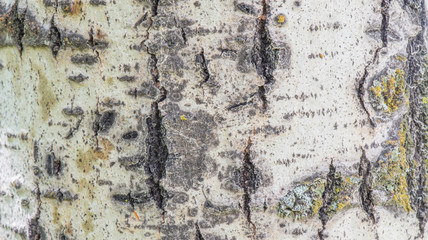 Nature background or texture of the trunk of  a birch bark tree