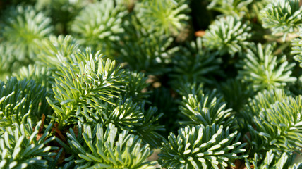 green branches of a coniferous tree close-up for сhristmas and new year holidays