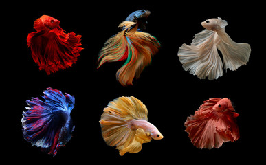 Collection of Siamese Fighting Fish betta on black