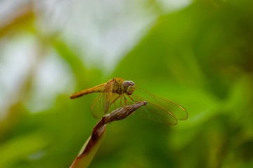 dragonfly on leaf