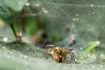 Allphotokz Spider 20160902 1500 D810