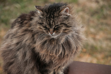 Naklejka na ściany i meble Norwegian purebred forest cat portrait head closeup