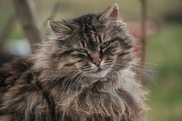 Norwegian purebred forest cat portrait head closeup