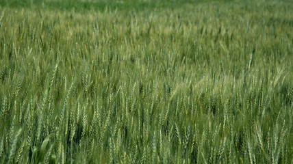 Agriculture background of a green wheat field with subtle texture.