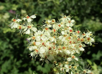 Plan très rapproché en extérieur des inflorescences blanches de la reine des prés ou filipendule ( Filipendula ulmaria - rosacée). Feuillage vert flouté en arrière plan.