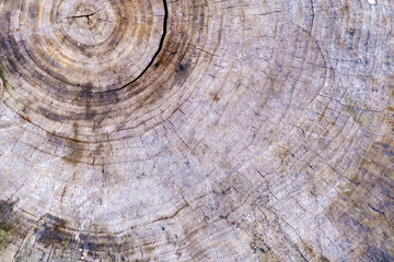 old saw cut tree annual rings background