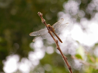 LIBÉLULA_TOMANDO_SOL_EN_EL_ÁRBOL