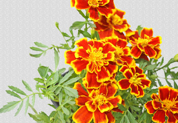 The Marigold flower with petals of bright yellow and orange isolated on a patterned background