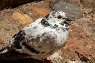 Black and white pigeon
