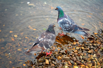 Pigeons on the river in the park close-up. Pigeon is finding food on rocks near the river.