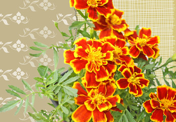 The Marigold flower with petals of bright yellow and orange isolated on a patterned background
