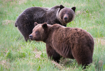 Obraz premium Grizzly bears in the wild