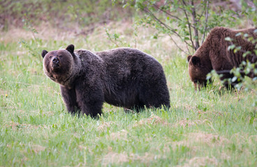 Grizzly bears in the wild