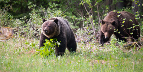 Obraz na płótnie Canvas Grizzly bears in the wild