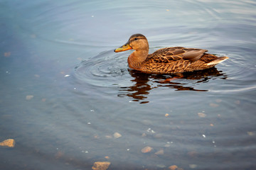 Wild duck floating on the river in the park close-up.