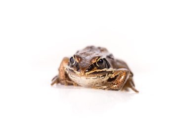 Rana pipiens - Frontal View - Isolated 