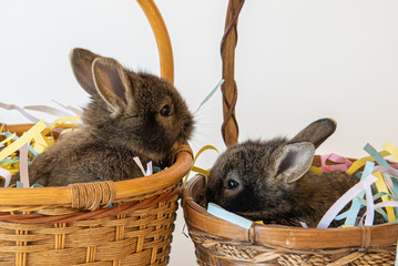 Adorable baby bunnies in Easter Baskets