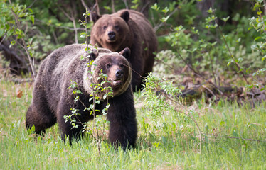 Grizzly bears in the wild