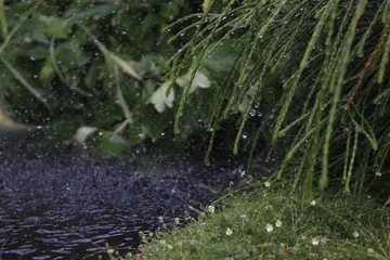 Obraz na płótnie Canvas pond, arborvitae and moss in the garden