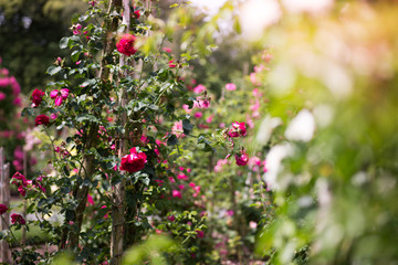 Obraz premium Verträumte Stockrosen