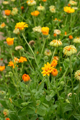 Small yellow and orange flowers on a green background. Medicinal plants.