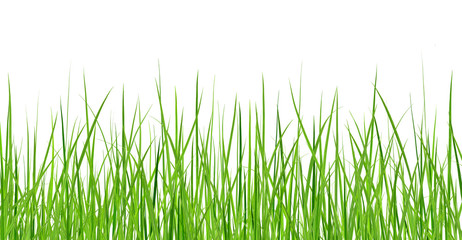 A bunch of green grass isolated on white background