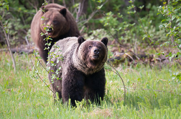 Plakat Grizzly bears in the wild