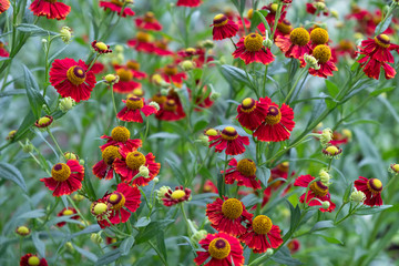 A lot of red flowers on a green background close-up.