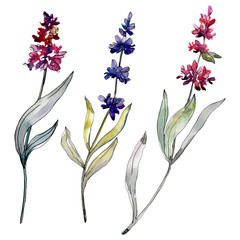 Lavender floral botanical flowers. Watercolor background illustration set. Isolated levender illustration element.