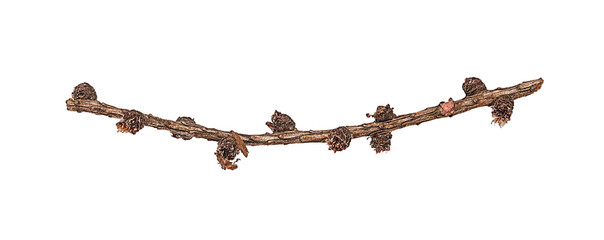 twig on an isolated white background