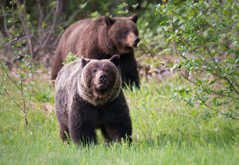 Grizzly bears in the wild