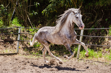  gray horse running free