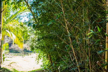 trees and bamboo in garden