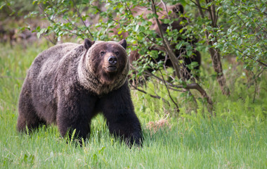 Grizzly bears in the wild