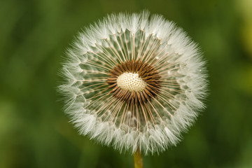 Taraxacum Seeds - Simply Dandelion