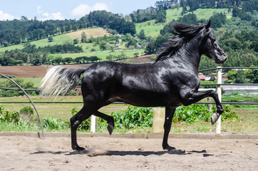 black horse running free