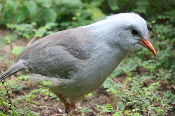 Endangered and threatened kagu (rhynochetos jubatus) walking between bushes