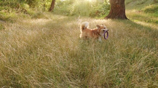 cheerful corgi dog running at the forest at the sunset time