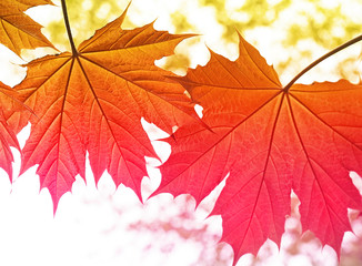 Maple leaves with variegated colors changing from orange gold to pink 