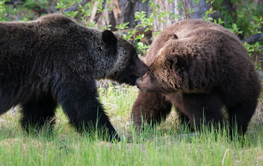 Grizzly bears in the wild