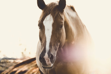 Rustic horse image of mare looking at camera during summer sunrise. - obrazy, fototapety, plakaty