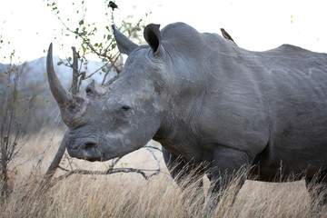Fototapeta premium Portrait of white rhinoceros in yellow grass