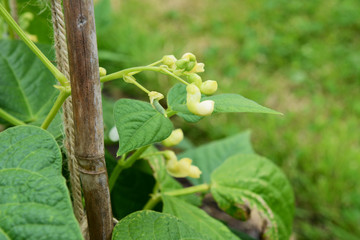 Pod and white flowers on a yin yang bean plant