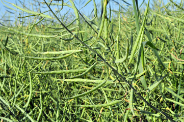 On the plant are  pods winter crops of rape